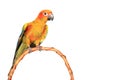 Beautiful colorful parrot, Sun conure parakeet Aratinga solstitialis on white background