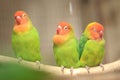 Beautiful colorful parrots in Loro Park in Puerto de la Cruz on Tenerife, Canary Islands Royalty Free Stock Photo
