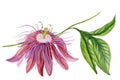 Beautiful colorful passiflora passion flower on a twig with green leaves. Isolated on white background. Watercolor painting. Royalty Free Stock Photo