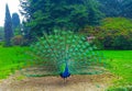 Beautiful colorful peacock with bright tail in the park