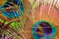 Beautiful colorful peacock feather, close up shot Royalty Free Stock Photo