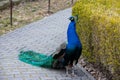 Beautiful colorful peacock walking in a park alley Royalty Free Stock Photo