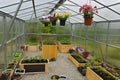 Beautiful colorful petunia flowers in hanging pots in greenhouse Royalty Free Stock Photo