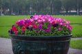 Beautiful Colorful Petunia Flowers planting in the flower pot