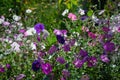 Beautiful colorful petunia and morning glory flowers in summer garden