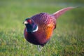 a beautiful colorful pheasant cock in the meadow Royalty Free Stock Photo