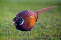 a beautiful colorful pheasant cock in the meadow Royalty Free Stock Photo