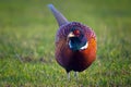 a beautiful colorful pheasant cock in the meadow Royalty Free Stock Photo