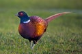 a beautiful colorful pheasant cock in the meadow Royalty Free Stock Photo