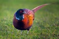 a beautiful colorful pheasant cock in the meadow Royalty Free Stock Photo