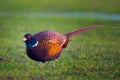 a beautiful colorful pheasant cock in the meadow Royalty Free Stock Photo