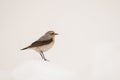 Stunning bird photo. Northern wheatear / Oenanthe oenanthe Royalty Free Stock Photo