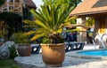 Palm Tree In A Pot In The Yard Of A Luxury Residence