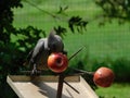 Closeup of a grey go-away-bird sitting on a metal tray. The Lourie is eating red apples from a metal bird feeder with spikes Royalty Free Stock Photo