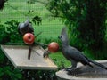 Closeup of two grey go-away-birds. The Louries are eating spiked red apples from a metal bird feeder with spikes Royalty Free Stock Photo