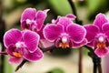 Phalenopsis Orchid plants in the garden in Spring