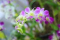 Beautiful Colorful Pink Purple Orchid Flowers. Floral Arrangement, Wallpaper, Backdrop, Flower Cultivation, Greenhouse, Natural