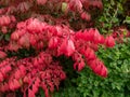 Pink and red leaves of popular ornamental plant winged spindle, winged euonymus or burning bush (Euonymus