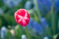 Beautiful and colorful pink-white tulips on blue and green colors background. Royalty Free Stock Photo