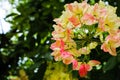 Beautiful colorful pink white and yellow flowers and green nature plant tree forest in the public garden and green city parks Royalty Free Stock Photo