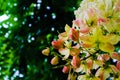 Beautiful colorful pink and yellow flowers and green nature plant tree forest in the public garden and green city parks Royalty Free Stock Photo