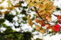 Beautiful colorful pink and yellow flowers and green nature plant tree forest in the public garden and green city parks Royalty Free Stock Photo