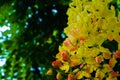 Beautiful colorful pink and yellow flowers and green nature plant tree forest in the public garden and green city parks Royalty Free Stock Photo