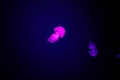 Beautiful colorful poisonous box jellyfish, Jellyfish in aquarium with black background, Close-up of box jellyfish in ocean water Royalty Free Stock Photo