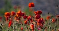 Beautiful and colorful poppy field