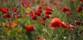 Beautiful and colorful poppy field