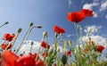 Beautiful and colorful poppy field