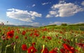 Beautiful and colorful poppy field