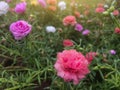 Beautiful colorful portulaca flower in garden with sunlight. Royalty Free Stock Photo