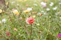 Beautiful colorful portulaca flower in garden with sunlight. Royalty Free Stock Photo