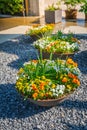 Beautiful colorful potted plants and flowers in a big stoneware flower pot