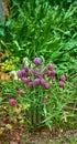 Beautiful, colorful and pretty flowers and plants in a green field or meadow. Checkered Lily or Fritillaria Bulbsis a Royalty Free Stock Photo