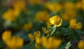 Beautiful, colorful and pretty plant bush with yellow petals and green leaves growing outside in nature. Closeup of Royalty Free Stock Photo