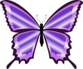 A beautiful colorful purple butterfly