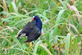 Beautiful and colorful purple gallinule Porphyrio martinicus c Royalty Free Stock Photo