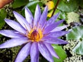 Purple lotus flower or water lily with green leaves on the water Royalty Free Stock Photo