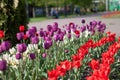 Beautiful colorful purple and rad tulips flowers bloom in spring garden Royalty Free Stock Photo