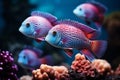 Beautiful colorful purple sea fish live in an aquarium among various algae and corals. Royalty Free Stock Photo