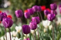 Beautiful colorful purple tulips flowers bloom in spring garden. Royalty Free Stock Photo