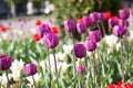 Beautiful colorful purple tulips flowers bloom in spring garden Royalty Free Stock Photo