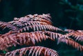 Beautiful colorful red autumn fern bush background, macro view. Royalty Free Stock Photo