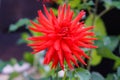 beautiful and colorful red dahlias