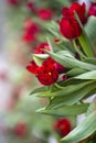 Beautiful colorful red tulips background. Field of spring flowers. Flower bed tulips in Danang, Vietnam Royalty Free Stock Photo