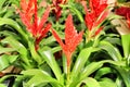Beautiful Vriesea Carinata plant in the garden