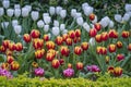 Beautiful colorful red, white and yellow tulips background. Field of spring flowers Royalty Free Stock Photo