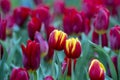 Beautiful colorful red and yellow tulips background. Field of spring flowers. Flower bed tulips in Danang, Vietnam Royalty Free Stock Photo